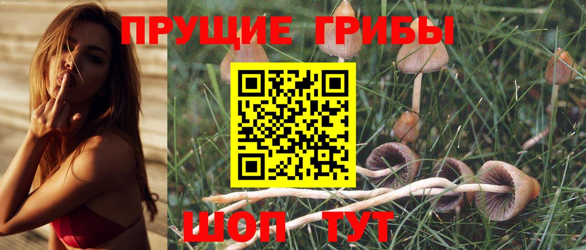 Галлюциногенные грибы Psilocybe Саки